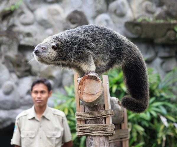 Animal Show | Elephant Back Safari Ride | Bali Golden Tour