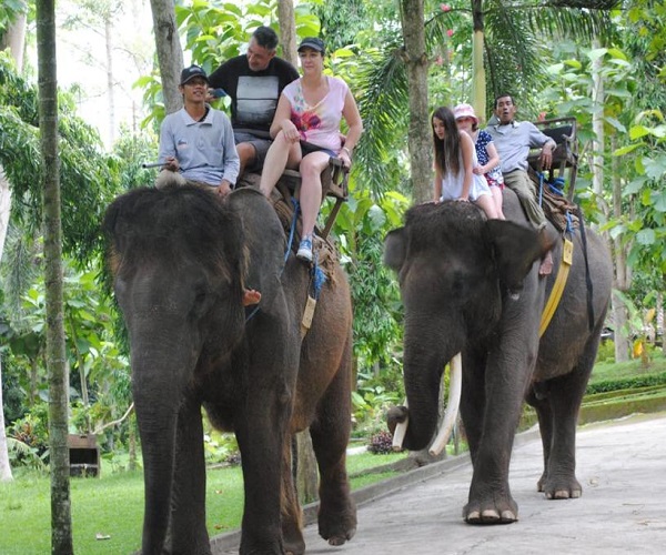 Bali Elephant Ride Tour | Bali Rafting, Elephant and ATV Ride Tour Packages | Bali Golden Tour