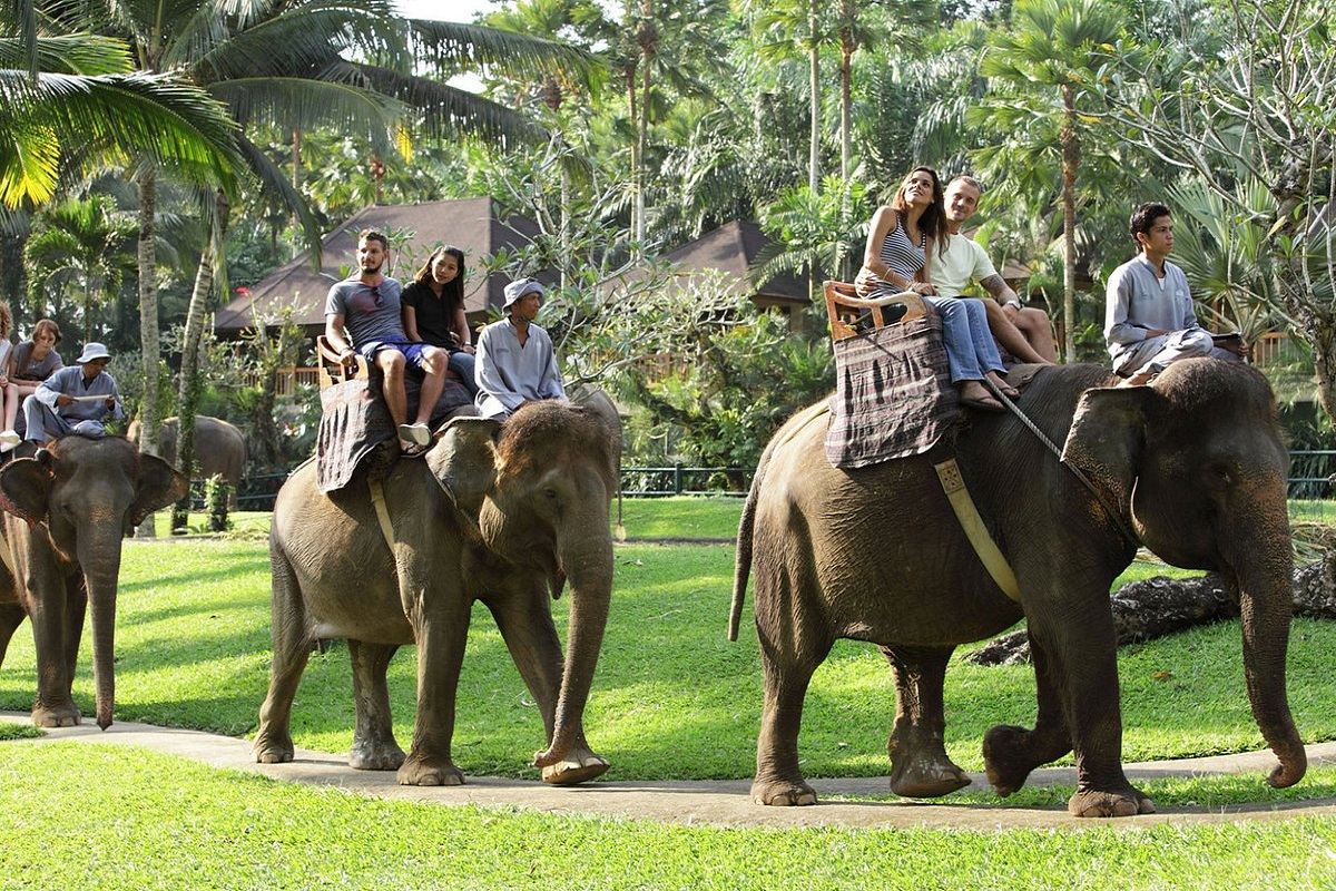 Bali Elephant Safari Ride Tour at Taro Village | Bali Elephant Ride Tour | Bali Golden Tour