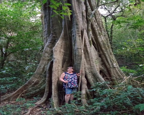 Bali Jungle Trekking Tour | Big Tree at Forest | Bali Golden Tour