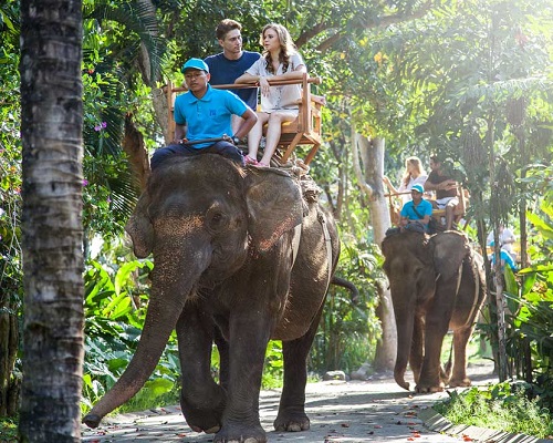 Bali Exclusive Elephant Expedition Tour  | Bali Zoo Elephant Ride Tour