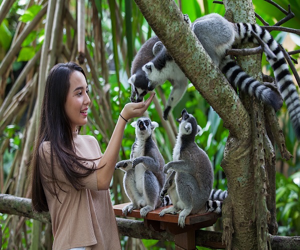 Feed The Animal | Zoo Explorer | Bali Zoo Park