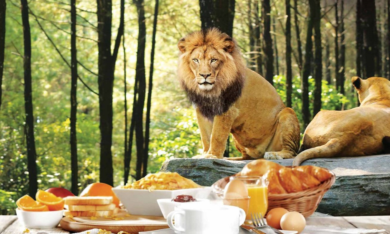 Bali Safari Marine Park | Breakfast With Lion | Bali Golden Tour