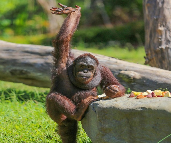 Orang Utan | Breakfast with Orang Utan | Bali Zoo Park