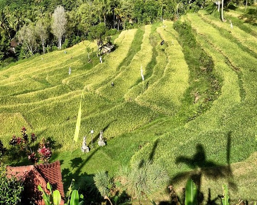 Bukit Jambul Rice Terrace | Karangasem Places of Interest | Bali Golden Tour