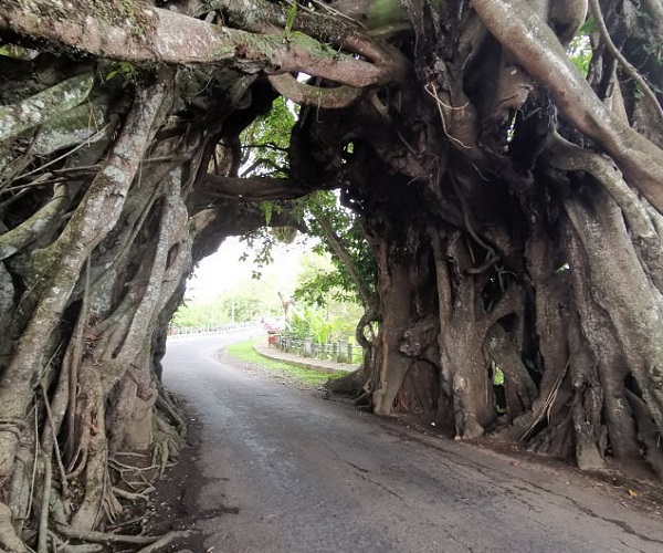 Bunut Bolong Bali | Bali Golden Tour