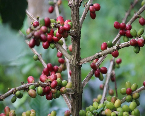 Coffee Plantation or Agrotourism | Gianyar Places of Interest | Bali Golden Tour