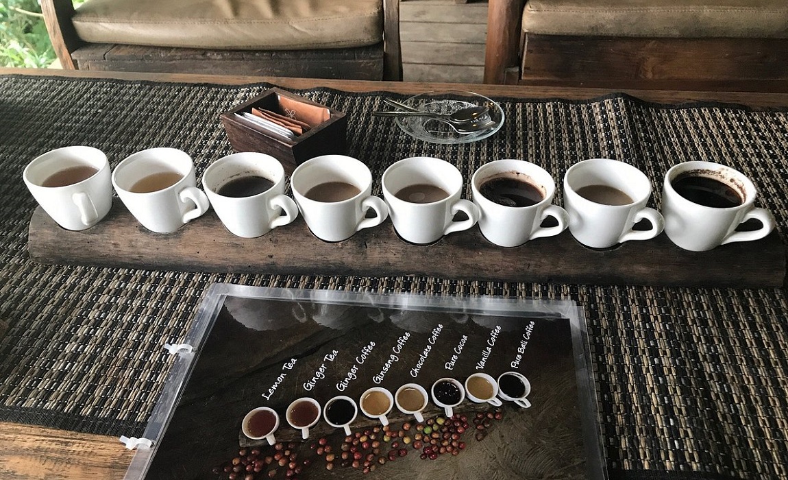 Coffee Plantation | Bali Coffee Luwak | Agro Tourism | Bali Golden Tour