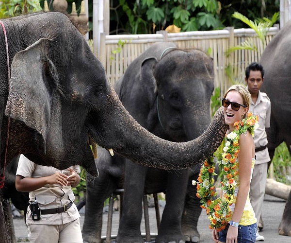 Elephant Show | Elephant Back Safari Ride | Bali Golden Tour