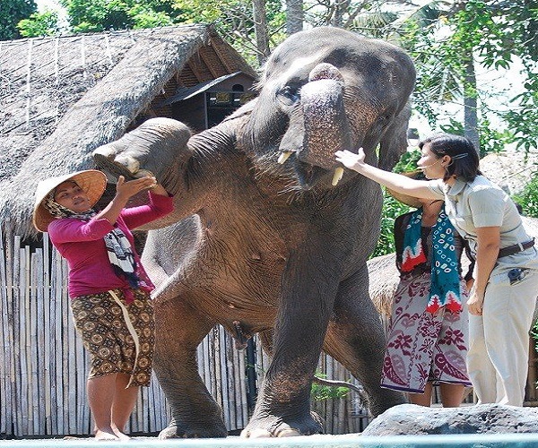Elephant Show | Jungle Hopper Packages | Bali Golden Tour