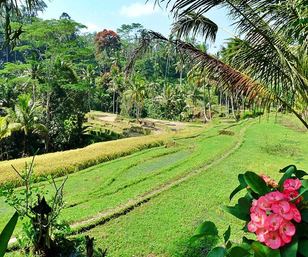 Surround View at Gunung Kawi Temple | Gianyar Places of Interest | Bali Golden Tour