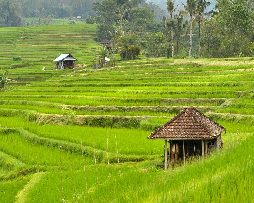 Jatiluwih Rice Terrace | Tabanan Places of Interest | Bali Golden Tour