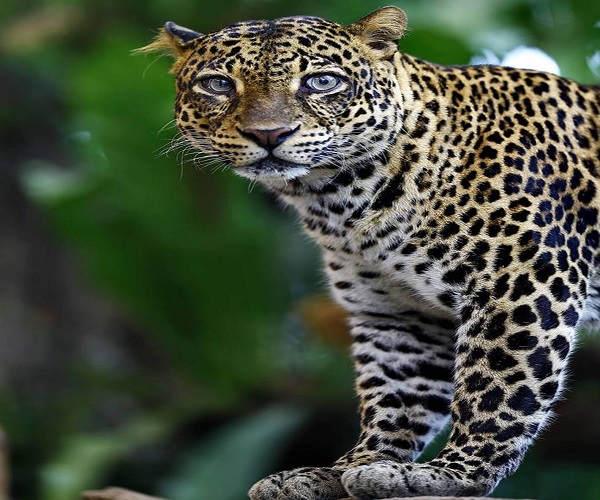 Bali Safari Marine Park | Leopard Packages | Bali Golden Tour
