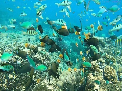Mangrove Point Snorkeling | Bali Snorkeling and Nusa Lembongan Islands Tour | Bali Golden Tour