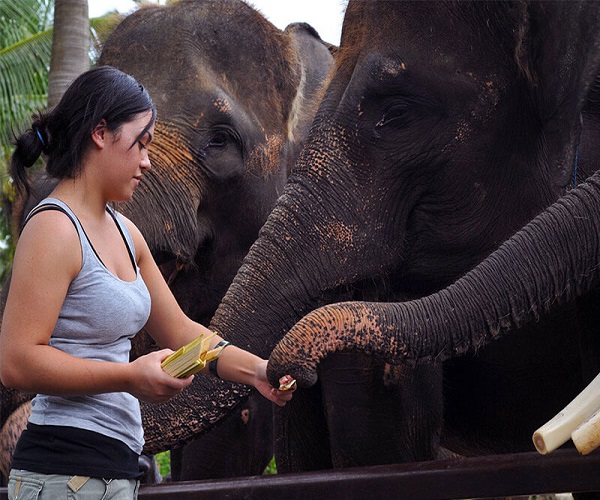 Feed the Elephant | Bali Elephant Ride Tour