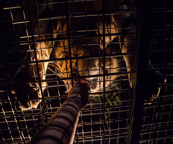 Feed the Predator | Night Safari Packages | Bali Golden Tour