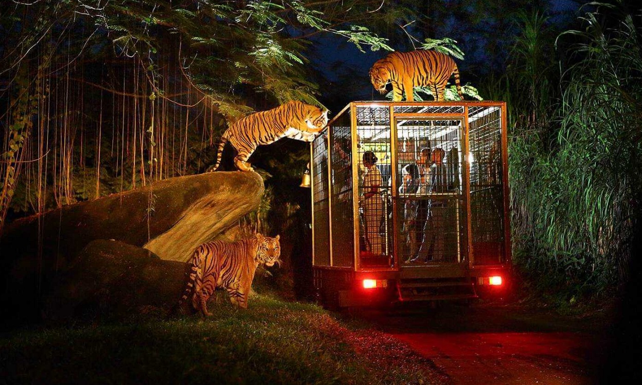 Bali Safari Marine Park | Night Safari Packages | Bali Golden Tour