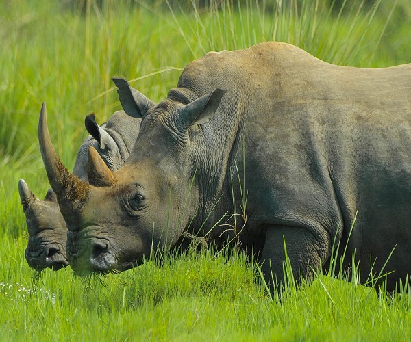 Bali Safari Marine Park | Rhino Packages | Bali Golden Tour