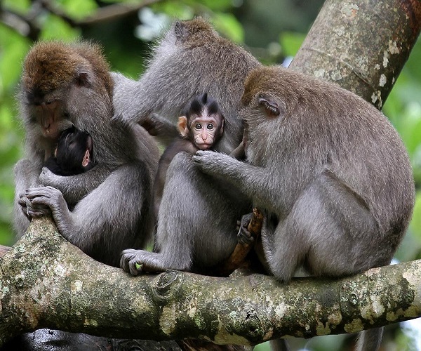 Sangeh Monkey Forest | Badung Places of Interest | Bali Golden Tour