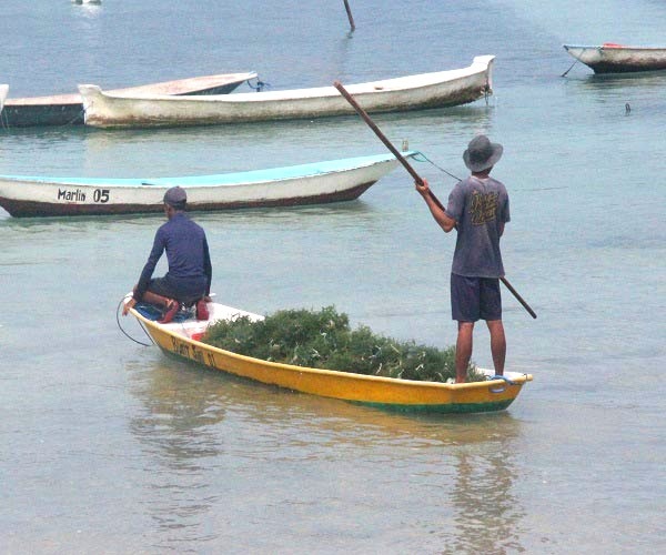 Seaweed Farm Lembongan | Marine Algae Nusa Lembongan | Bali Golden Tour