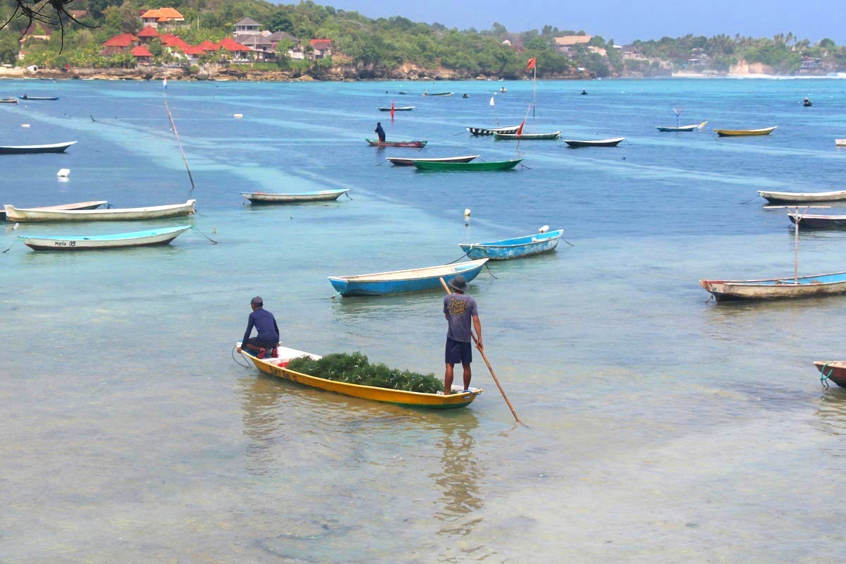 Bali Seaweed Farm | Klungkung Places of Interest | Bali Golden Tour