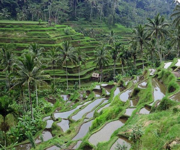 Tegallalang Rice Terrace | Tegalalang Ubud Rice Paddy | Bali Golden Tour