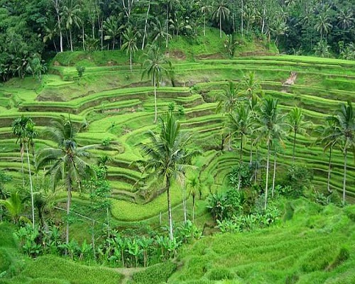 Tegalalang Rice Terrace | Kintamani Uluwatu Tour | Bali Golden Tour