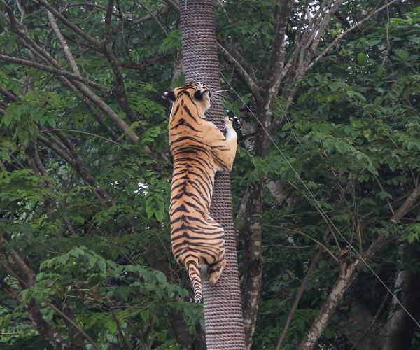 Tiger Show | Rhino Packages | Bali Golden Tour