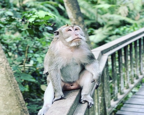 Ubud Monkey Forest | Bali Safari Park and Ubud Tour | Bali Golden Tour